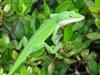 Vartotojo avataras